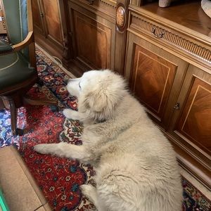 Meet your Posher, Celia